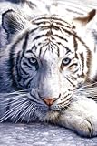 White Tiger (Close Up) Gold Wood-Mounted Art Poster Print - 24 X 36