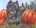 Cairn Terrier and Pumpkins Canvas picture by Renaud
