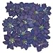 Silver J Pressed real dried flowers, 2 packs, blue Delphinium