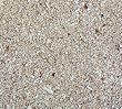 Carib Sea Aragamax Select Saltwater Sand 30 lb