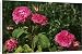 Canvas Prints of Rose - Little Gem from Ardea Wildlife Pets