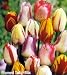 FlamedTulip Bulb Mix -10 Bulbs - Spectacular!