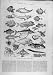 1883 Fish International Fisheries Exhibition Wain