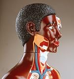 Deluxe Knowbody Torso Black-DG711