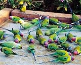 Parrots of Rajasthan by Olivier Follmi. Size 12.00 inches width by 10.00 inches height. High Quality Art Poster Print