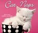 Cat Naps 2009 Daily Boxed Calendar (Calendar)
