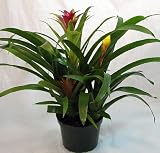 Amazon / Hirts: Houseplant: Guzmania Bromeliad Garden - Vase Plant - Great Houseplant - 6 Pot