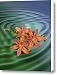 Blackberry Lily Canvas Print / Canvas Art - Artist Patricia Motley