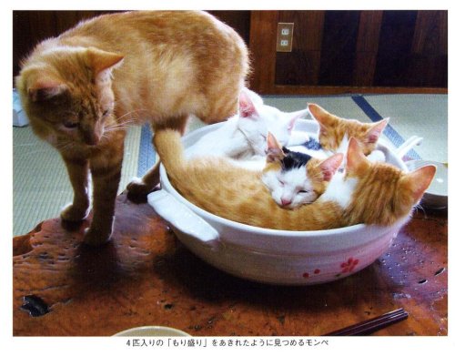 ねこ鍋―みちのく猫ものがたり奥森 すがり