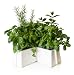 Image of X TRAY - WHITE CERAMIC HERB & PLANT POT VITAMIN LIVING