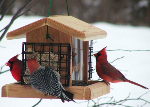 Birds Choice 5 Quart Suet Cages