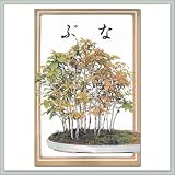 Japanese Beech Seeds - By joebonsai