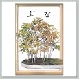 Japanese Beech Seeds - By joebonsai