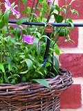 Review Arcadia Irrigation Ltd  / Micro Irri H/Basket-Patio Kit