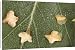 Canvas Prints of The winged seeds of silver birch from Ardea Wildlife Pets
