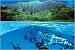 (24x36) Dolphin Island (Dolphins Underwater) Art Poster Print
