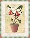 Walter Robertson - Potted Cattleya Size 10x8 Art Poster PRINT Walter Robertson 8x10