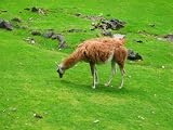 Lama Mauspad (302)