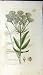 1794 Sowerby Botanical Print Sium Latifolium Plant