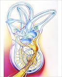 Photographic Prints of Inner ear from Science Photo Library