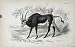 JARDINES NATURALISTS LIBRARY c1840 AIGOCERUS NIGER