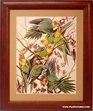 Carolina Parakeet Audubon Print Framed & Matted