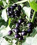 Chichiquelite Garden Huckleberry 50 Seeds/Seed-Heirloom