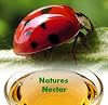 Live Ladybugs