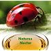 Live Ladybugs - Hirt's Gardens - Approximately 1550 -Plus Hirt's Nature NectarTM