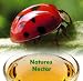 Live Ladybugs - Hirt's Gardens - Approximately 1550 -Plus Hirt's Nature NectarTM