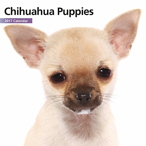 Magnet & Steel 2017 Chihuahua Puppies Calendar, Mini Calendar