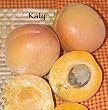 Katy Apricot Tree -- 12 by 12 Inch Container -- Good for Mild Winters