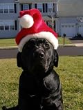 Pet Supplies : Pet Dog Santa Hat Size Large Plush Puppies Kyjen