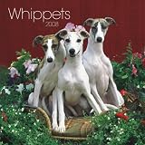 Whippets 2008 Square Wall