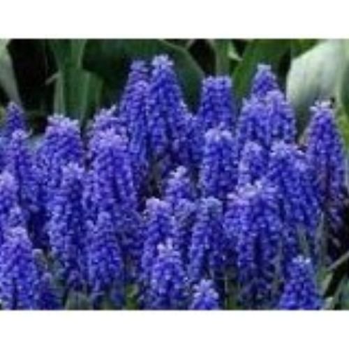 Price tracking for 20 Grape Hyacinth Seeds Price History Chart and Drop Alerts for Amazon