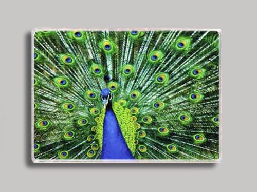 Peacock Pride Refrigerator Magnet