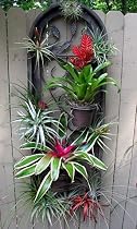 Live Bromeliad Window Garden 12 Plants