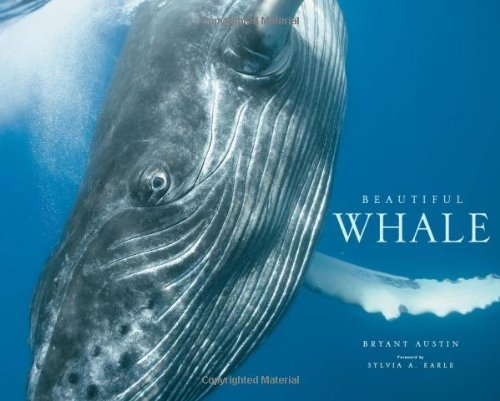 Beautiful Whale by Austin, Bryant (2013) Hardcover