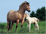 Ravensburger Jigsaw Puzzle - Norwegian horses - 500 Pieces