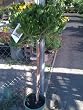 Euryops Flowering Daisy Tree Topiary Five Gallon