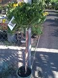 Euryops Flowering Daisy Tree Topiary Five Gallon