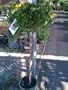 Euryops Flowering Daisy Tree Topiary Five Gallon