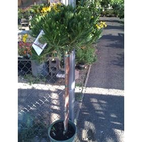 Euryops Flowering Daisy Tree Topiary Five Gallon by 