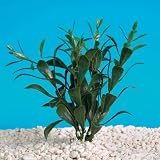 12 INCH - Aquarium Plant - Hygrophila