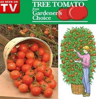 Giant Tree Tomato From Gardeners Choice
