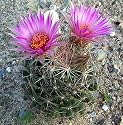 25 Hardy Pincushion Cactus Seeds - Coryphantha vivipara