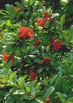 Pomegranate 40 Seeds - Punica granatum
