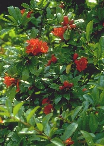 Pomegranate 30 Seeds - Punica granatum