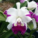 SC69 Orchid Plant Lc White Spark 'Panda'
