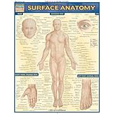 surface anatomy quickstudy academic